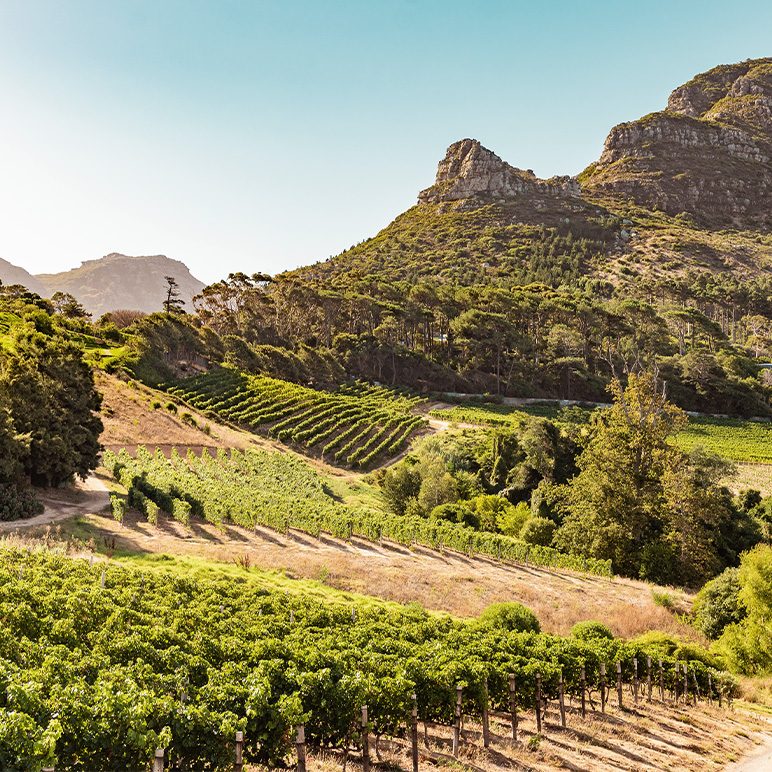 Vines in the South African landscape